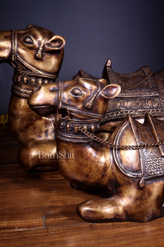Brass Pair of large Sitting Camel Statues 36" Vastu approved