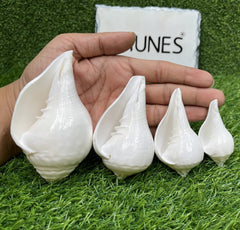 Bhunes Natural Left Hand Shankh, Conch Shell, Set Of 4,White, 5 Inch, 1 Piece