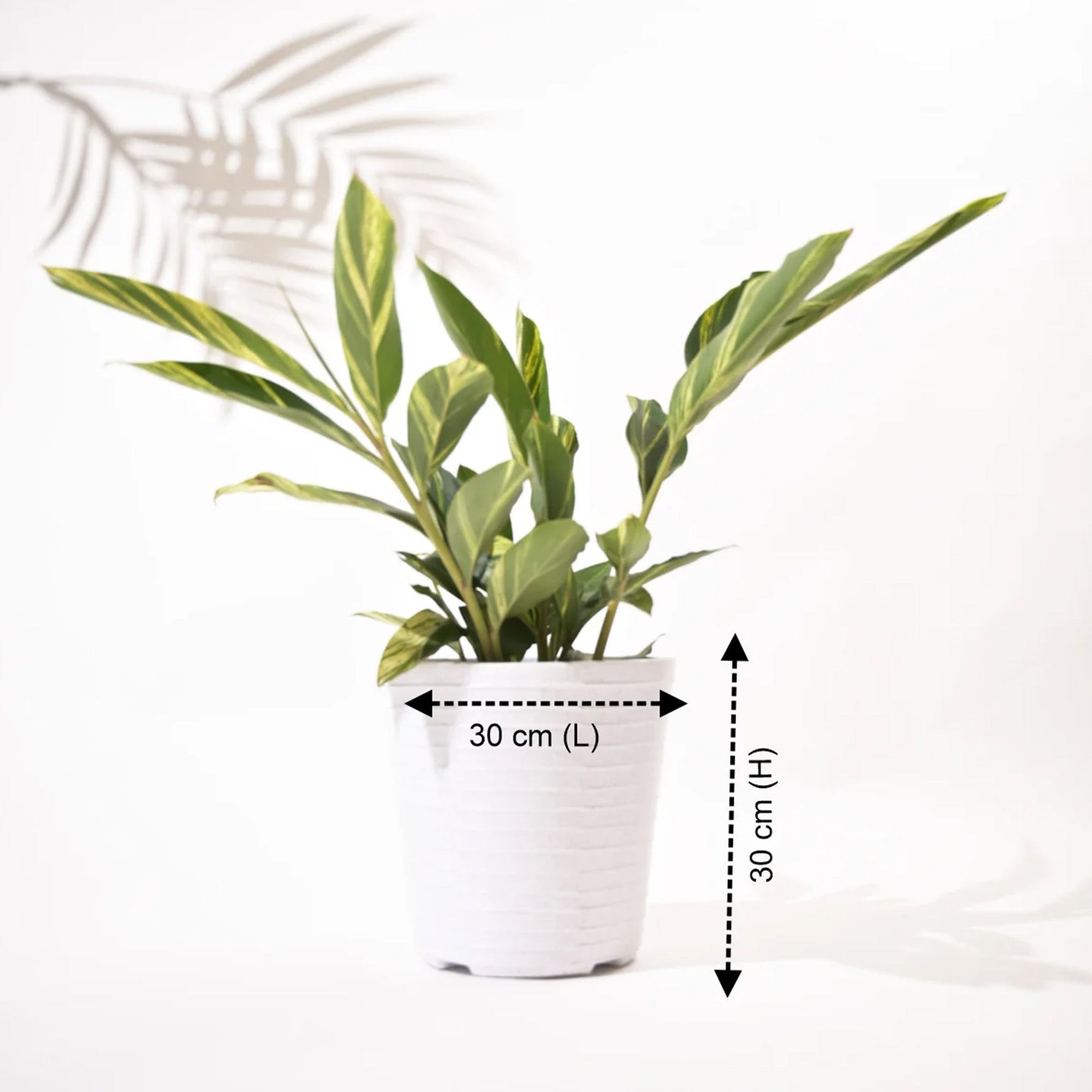 Rib Bucket Tower Outdoor Polymer Planters For Garden, Balcony (Pair of Large, Small and Medium)