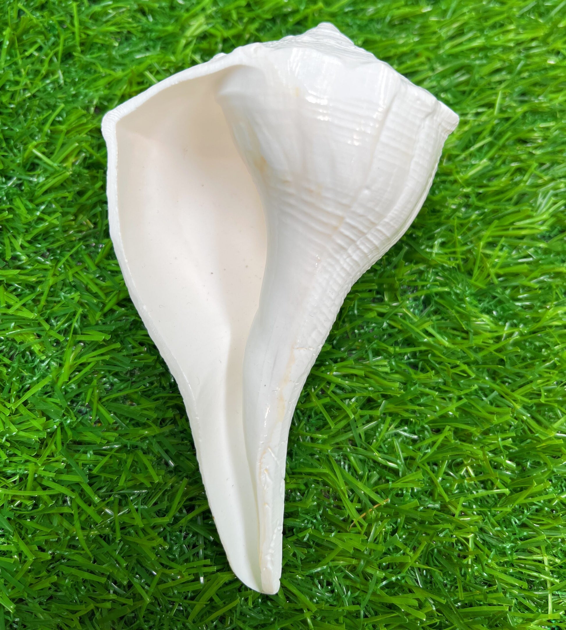 Bhunes Natural Non Blowing Pooja Right Hand Lakshmi Valampuri Shankh, Dakshinavarti Conch,White, 4.5 Inch, 1 Piece