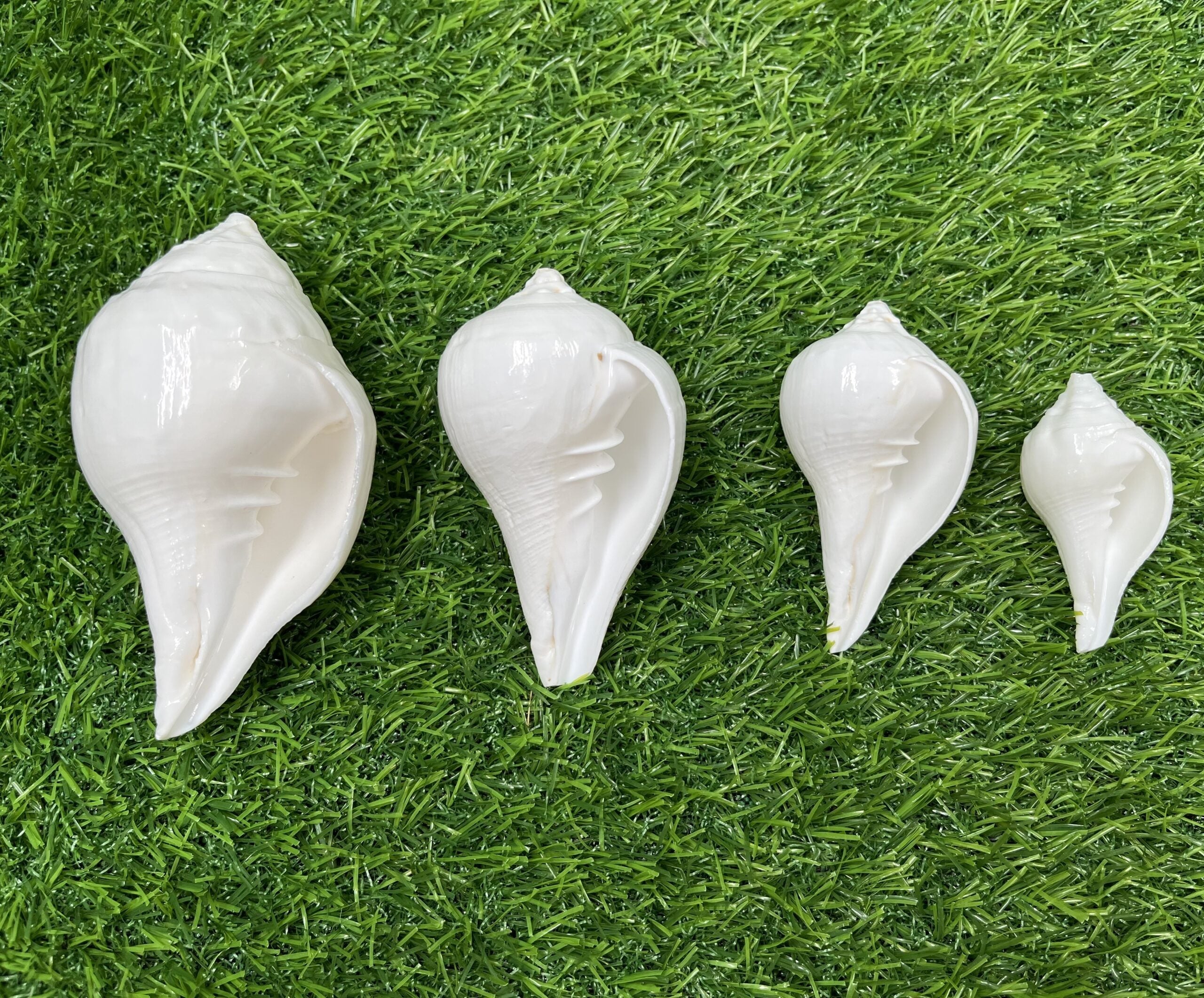 Bhunes Natural Left Hand Shankh, Conch Shell, Set Of 4,White, 5 Inch, 1 Piece