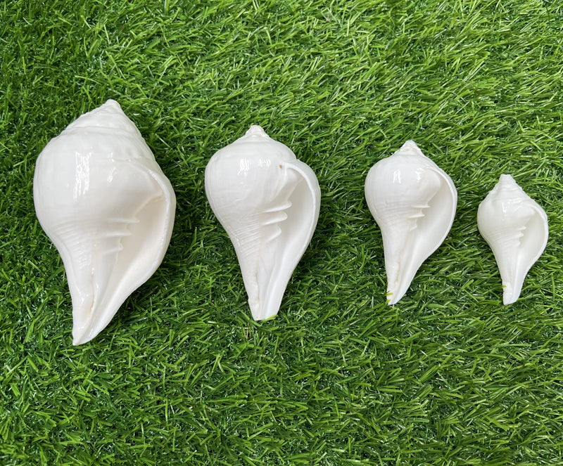 Bhunes Natural Left Hand Shankh, Conch Shell, Set Of 4,White, 5 Inch, 1 Piece