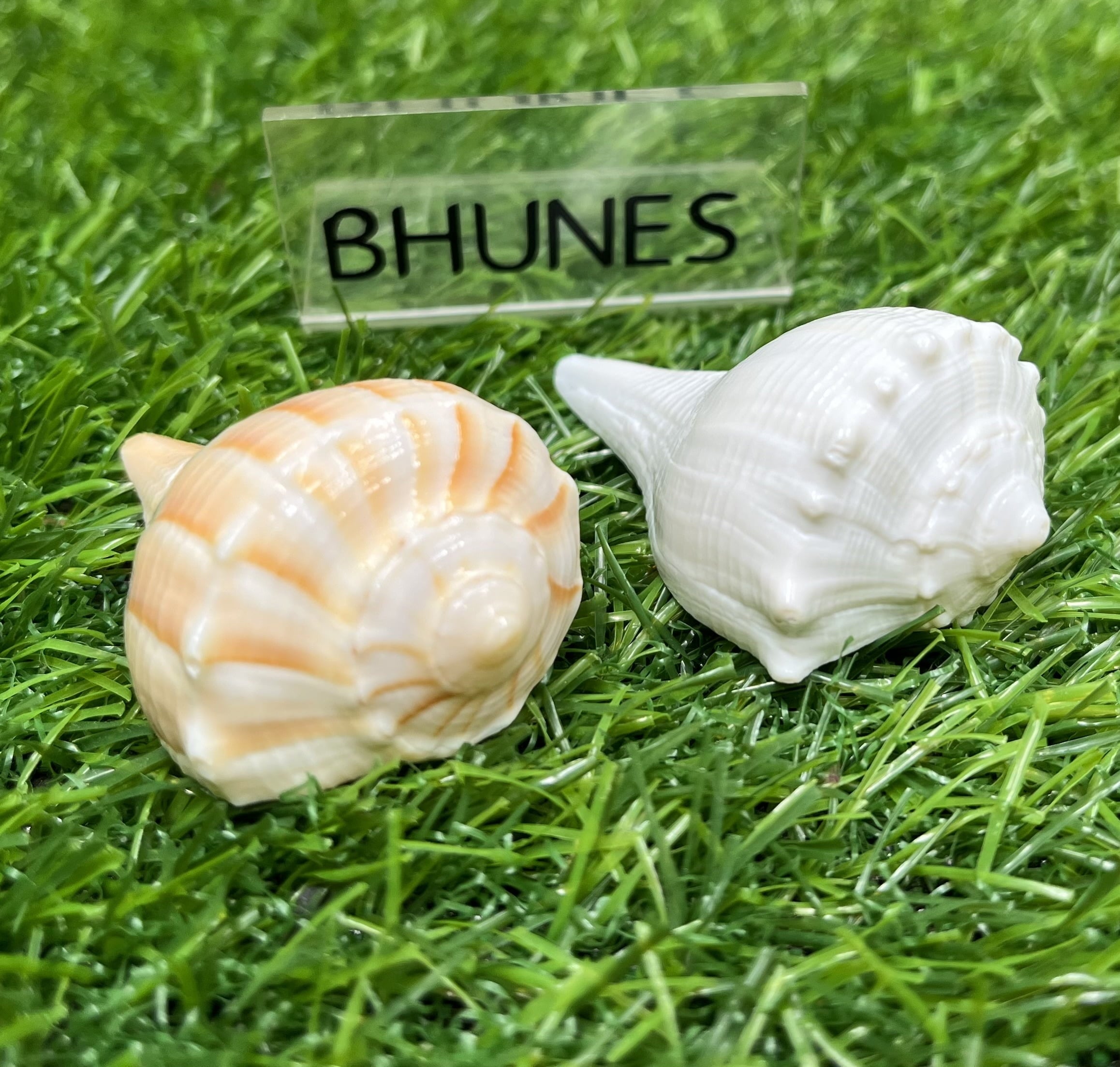 Bhunes Natural Non Blowing Pooja Small Right Handed Lakshmi Valampuri Shankh, Dakshinavarti Conch,White, 3 Inch, 1 Piece
