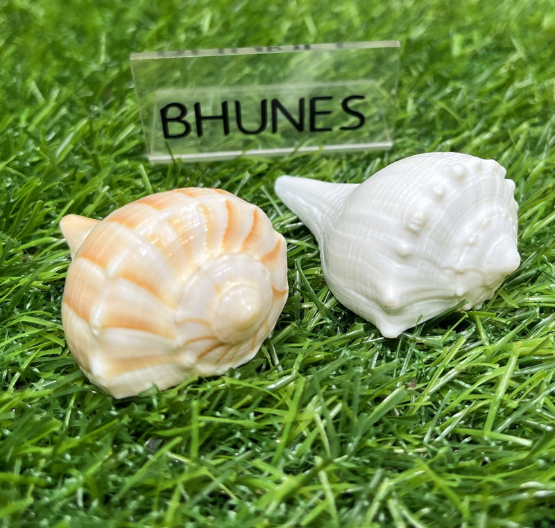 Bhunes Natural Non Blowing Pooja Small Right Handed Lakshmi Valampuri Shankh, Dakshinavarti Conch,White, 3 Inch, 1 Piece