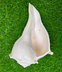 Bhunes Natural Non Blowing Right Hand Pooja Lakshmi Valampuri Shankh, Dakshinavarti Conch,White, 6.5 Inch, 1 Piece