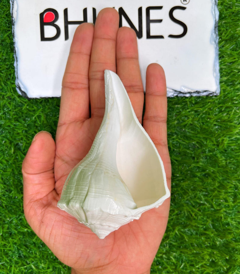 Bhunes Natural Non Blowing Pooja Right Hand Lakshmi Valampuri Shankh, Dakshinavarti Conch,White, 4.5 Inch, 1 Piece