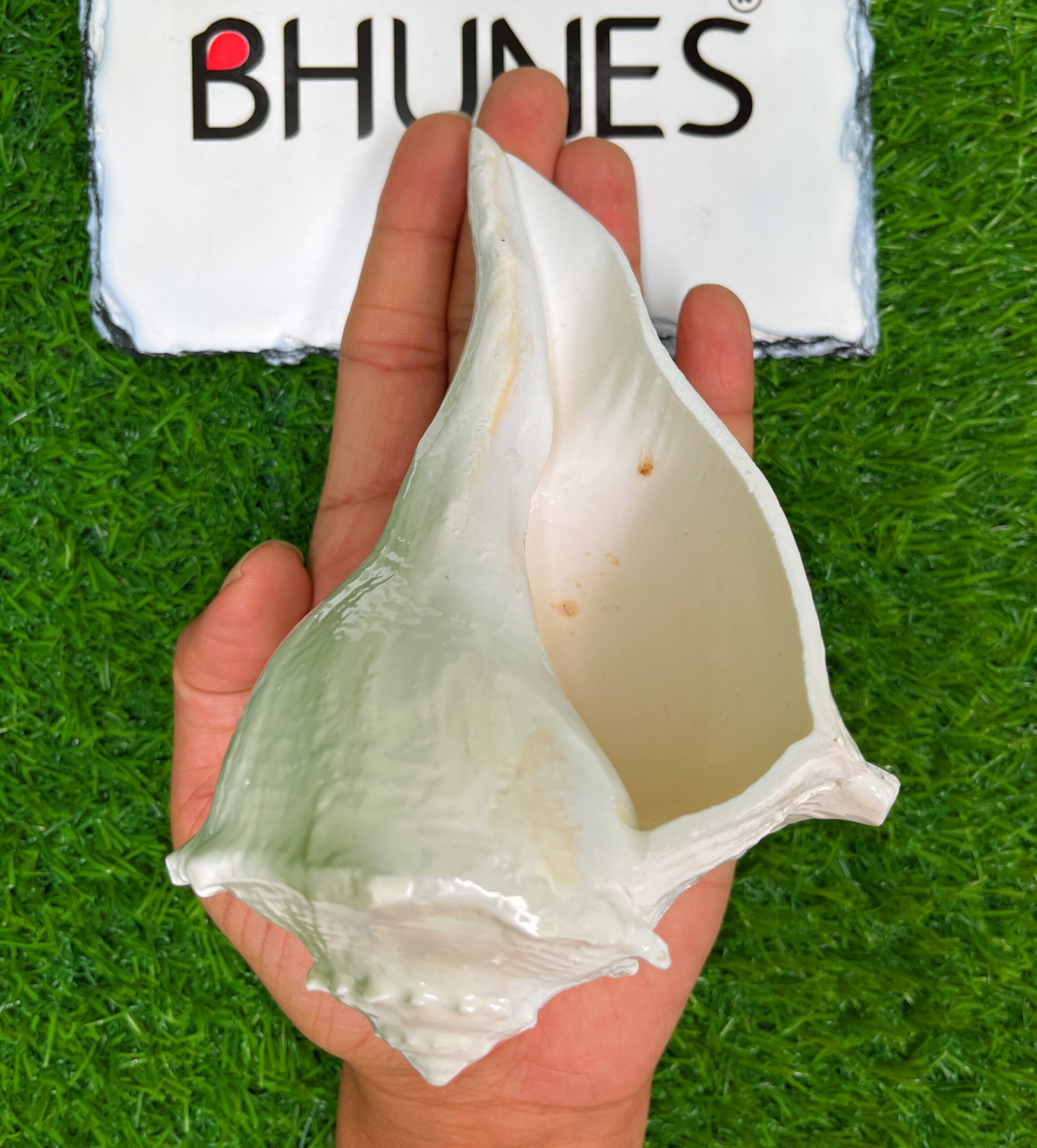 Bhunes Natural Non Blowing Right Hand Pooja Lakshmi Valampuri Shankh, Dakshinavarti Conch,White, 6.5 Inch, 1 Piece