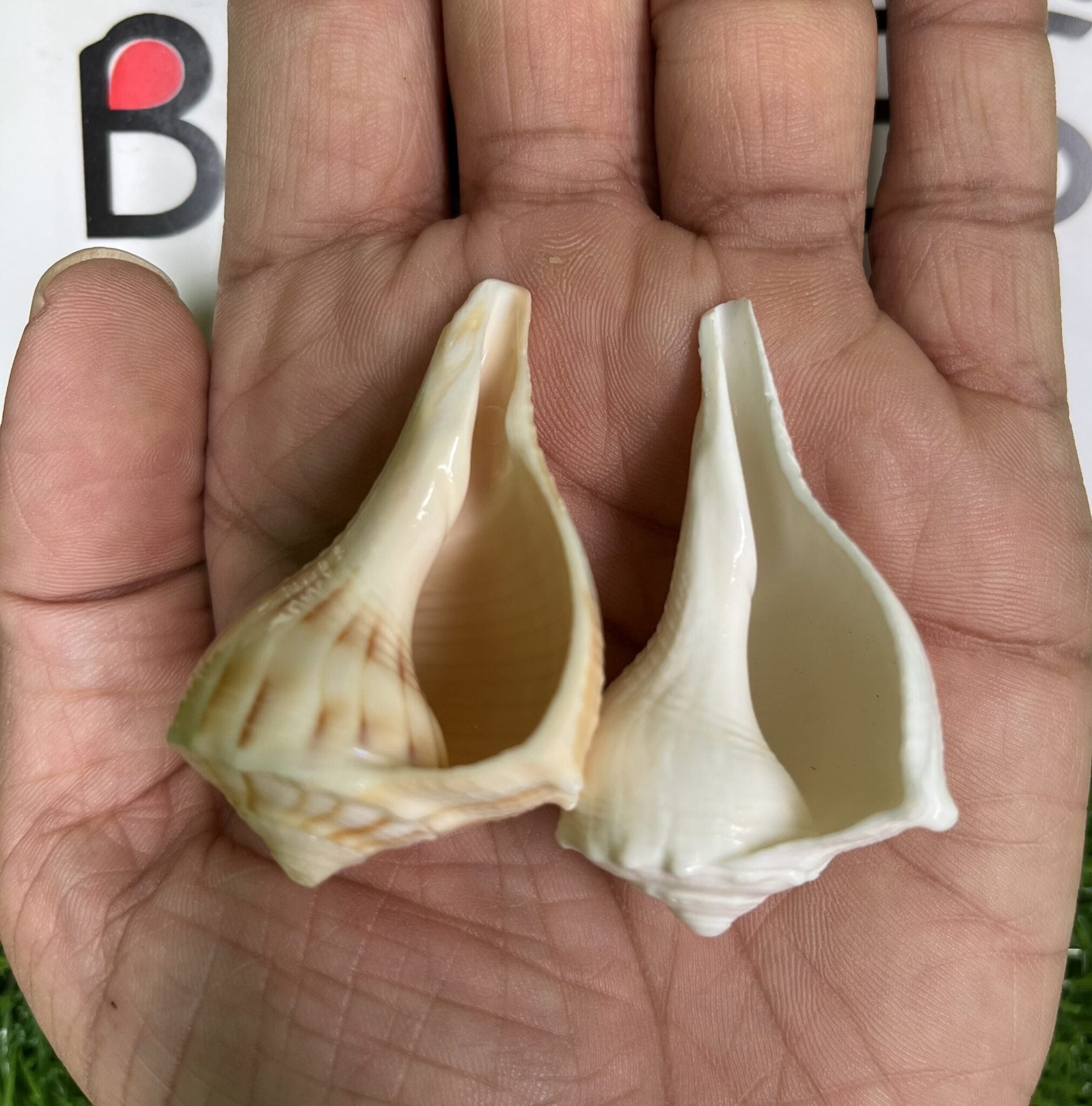 Bhunes Natural Non Blowing Pooja Small Right Handed Lakshmi Valampuri Shankh, Dakshinavarti Conch,White, 3 Inch, 1 Piece