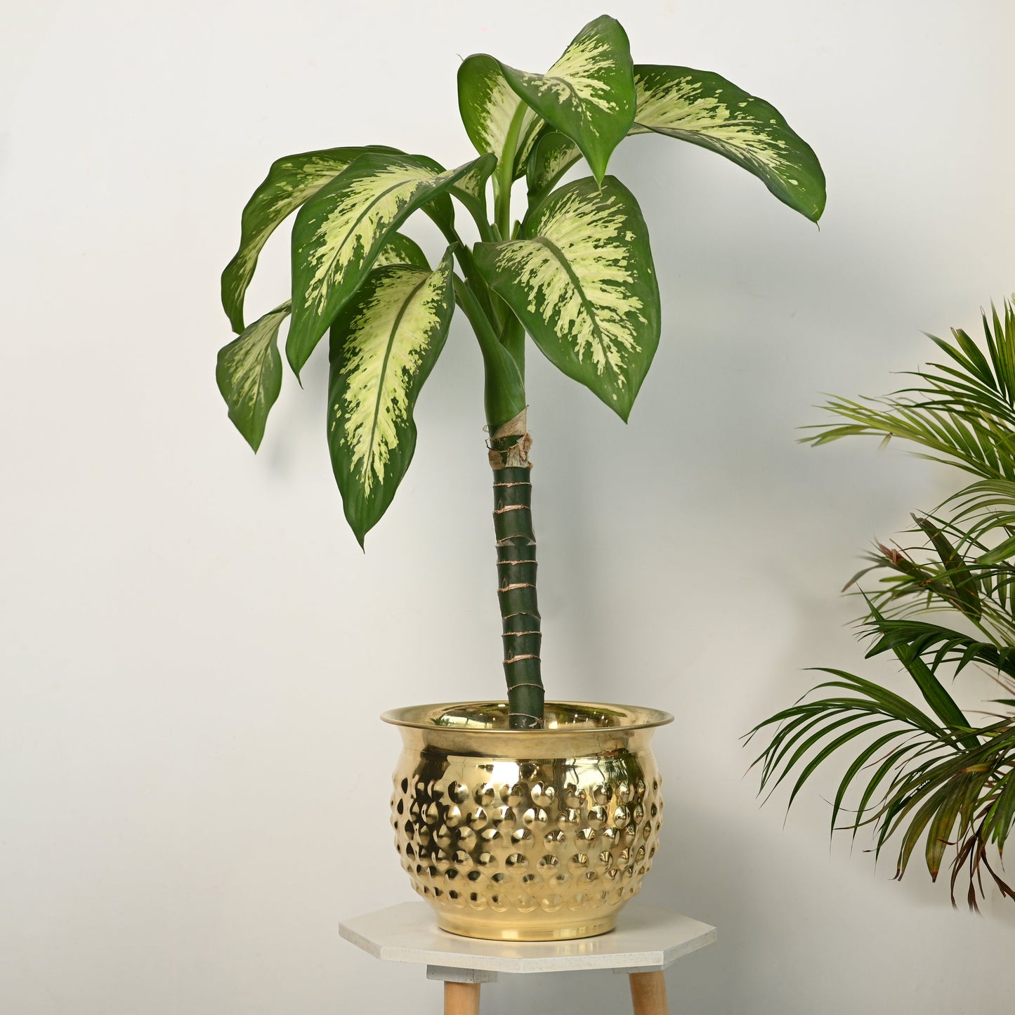 Brass Hammered Bucket Planter Pot (7.3 Inch)