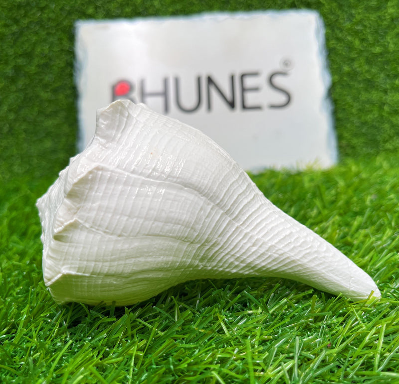 Bhunes Natural Non Blowing Pooja Right Hand Lakshmi Valampuri Shankh, Dakshinavarti Conch,White, 4.5 Inch, 1 Piece