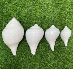 Bhunes Natural Left Hand Shankh, Conch Shell, Set Of 4,White, 5 Inch, 1 Piece
