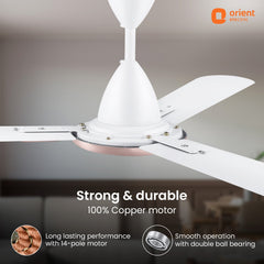 Blanco Decorative Ceiling Fan | 2-Year Warranty
