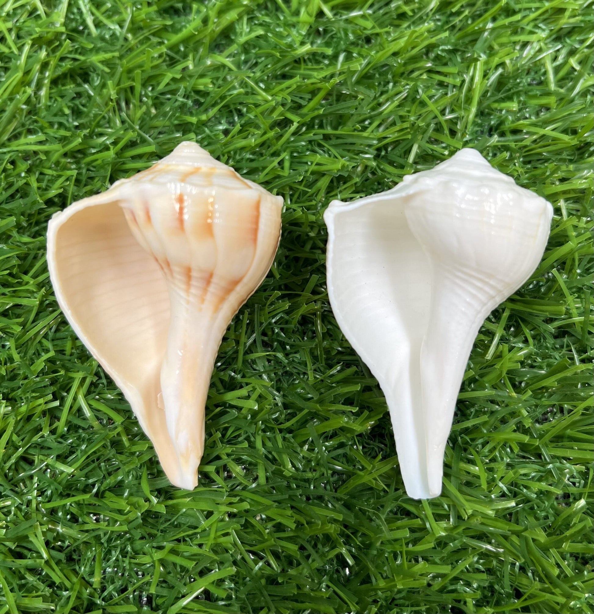 Bhunes Natural Non Blowing Pooja Small Right Handed Lakshmi Valampuri Shankh, Dakshinavarti Conch,White, 3 Inch, 1 Piece