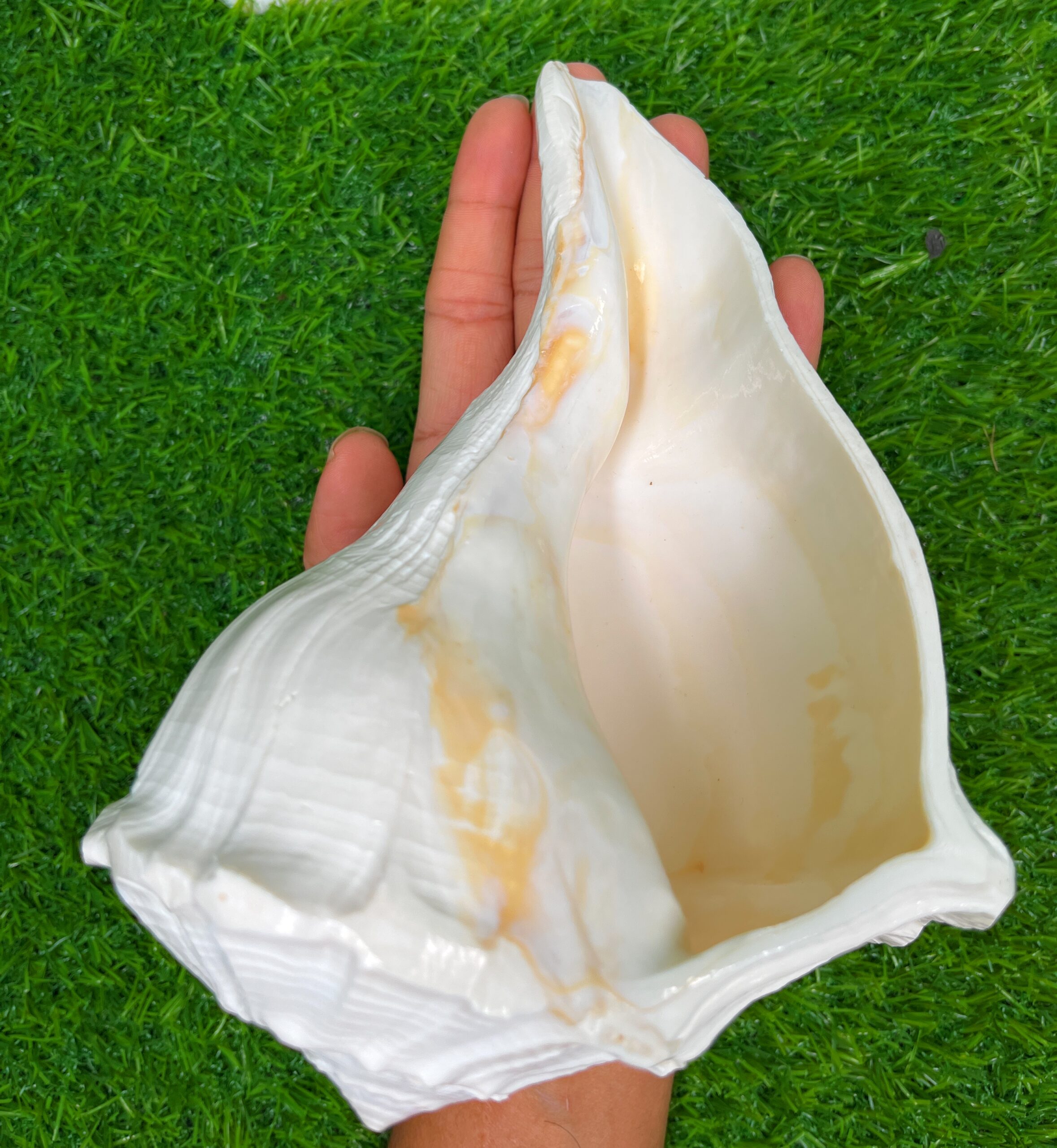 Valampuri Shankh Idol, Right-Turning Sri Lakshmi Shankha, Dakshinavarti Conch Shell for Pooja, Worship, Feng Shui & Temple Decor,Red, 8 Inch, 1 Piece