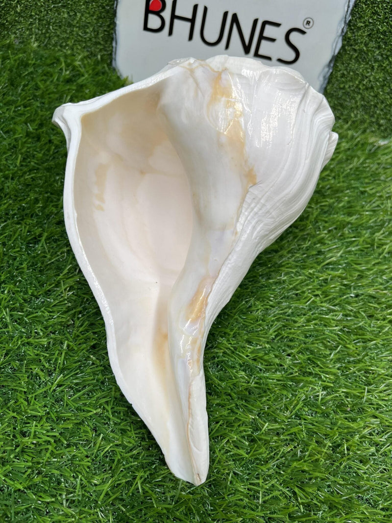 Valampuri Shankh Idol, Right-Turning Sri Lakshmi Shankha, Dakshinavarti Conch Shell for Pooja, Worship, Feng Shui & Temple Decor,Red, 8 Inch, 1 Piece