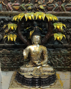 Brass Buddha Under Mango Tree 30 inch
