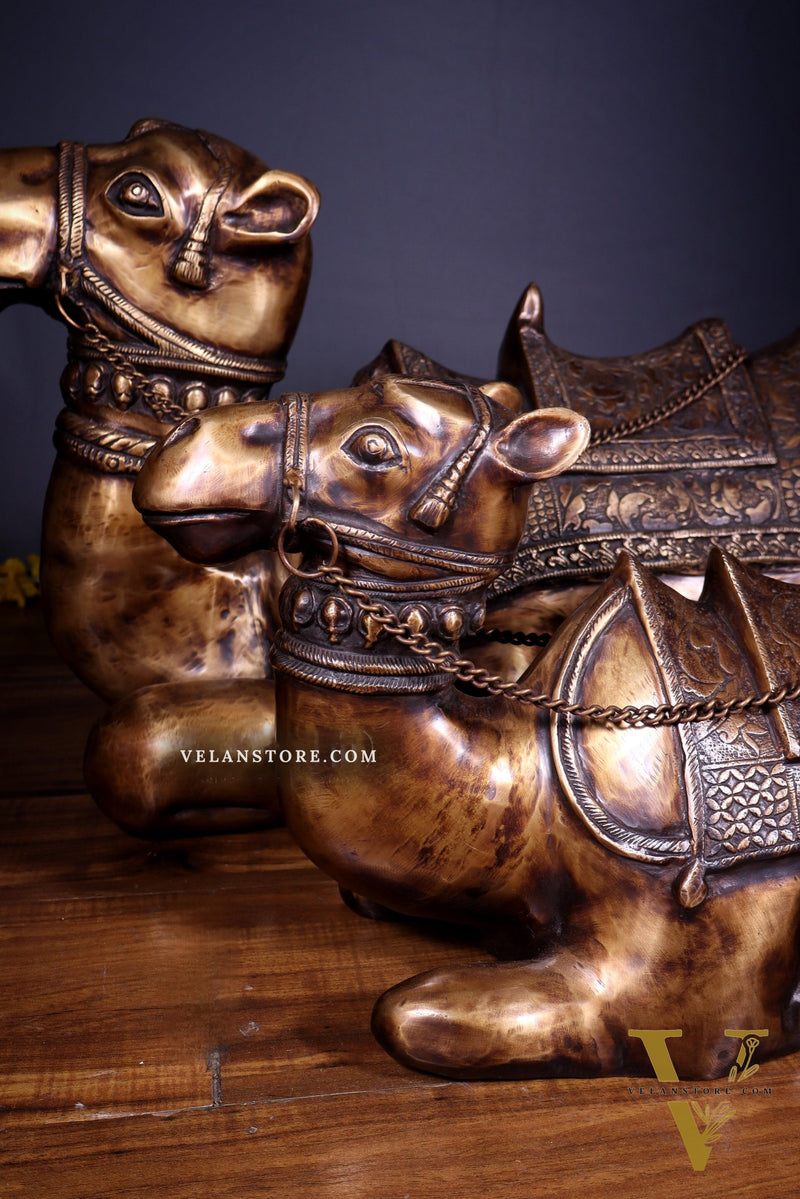 Brass Pair of large Sitting Camel Statues 36" Vastu approved