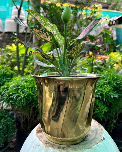 Brass Planters / Plant Pots Gloss
