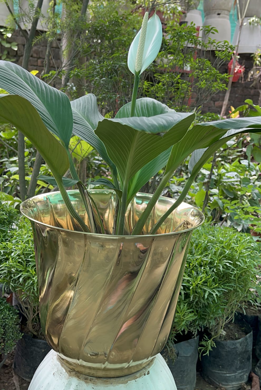 plants in brass pots Brass Planters / Plant Pots Gloss