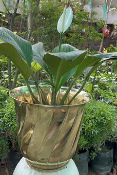 Brass Planters / Plant Pots Gloss