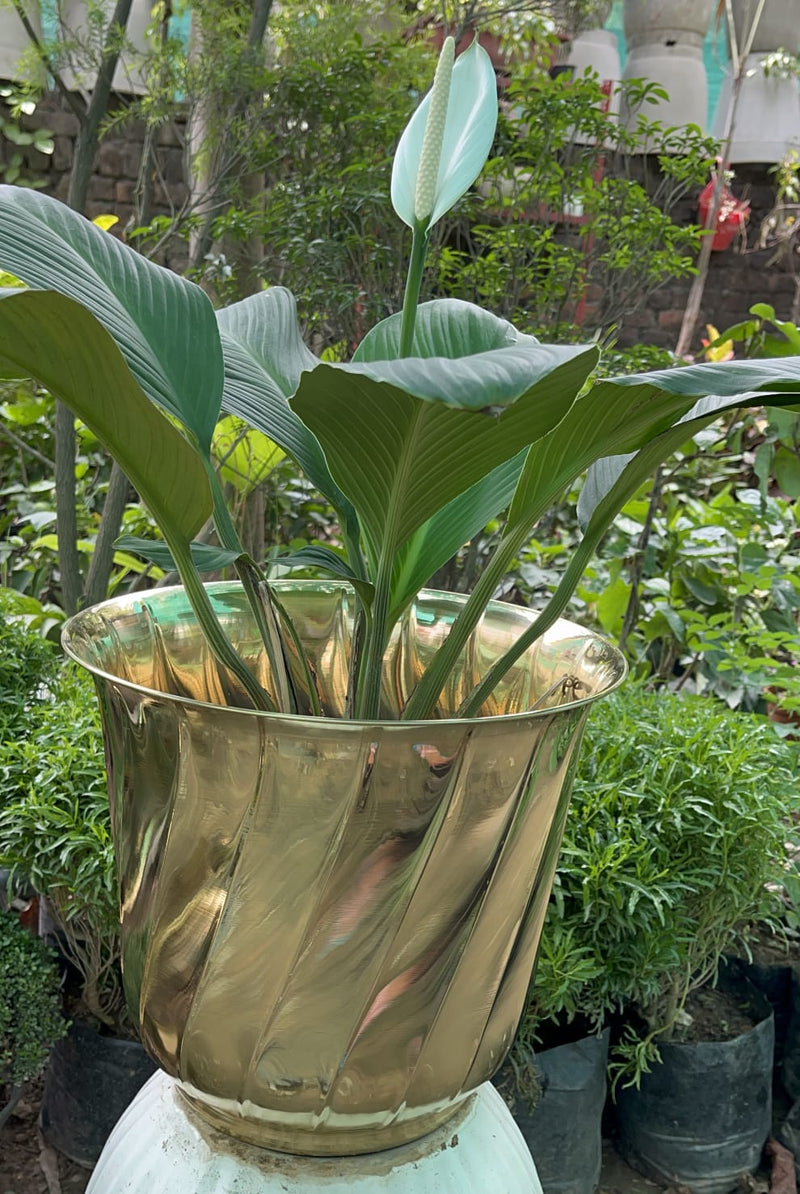 Brass Planters / Plant Pots Gloss