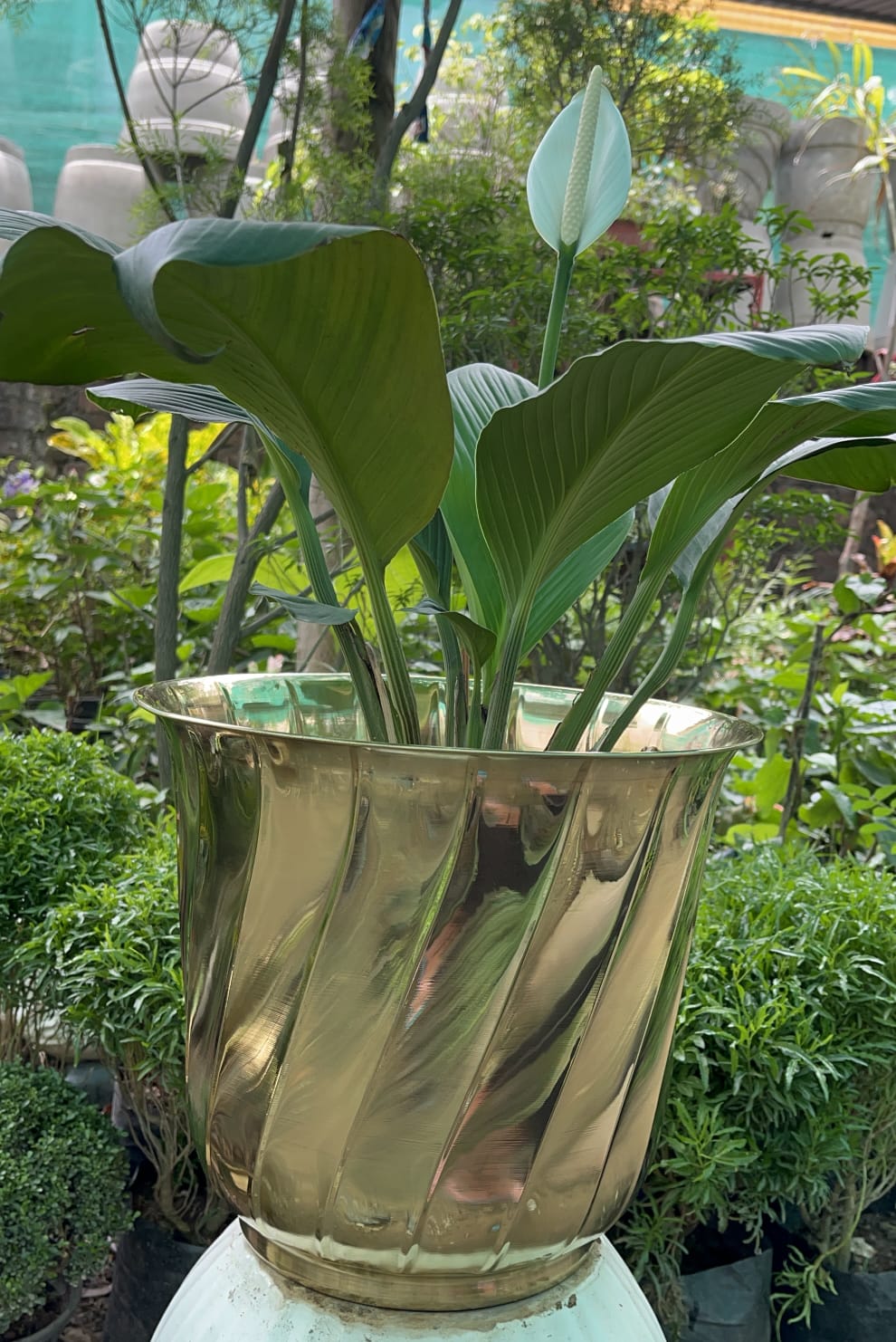 Brass Planters / Plant Pots Gloss