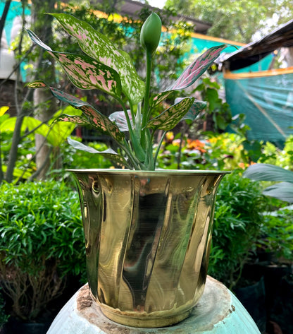 Brass Planters / Plant Pots Gloss