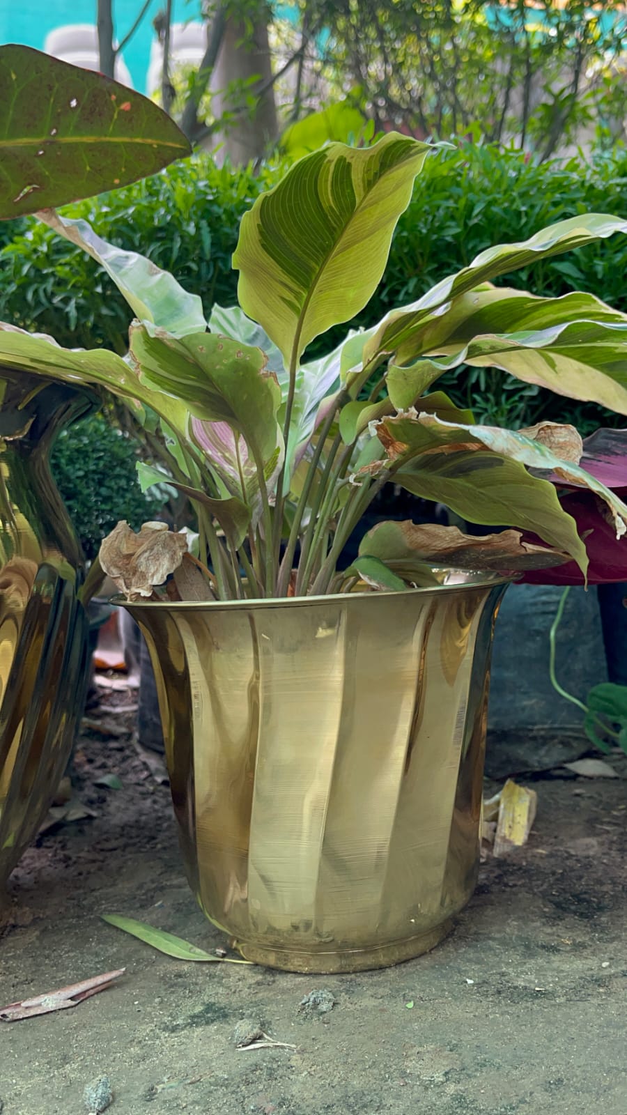 Brass Planters / Plant Pots Gloss