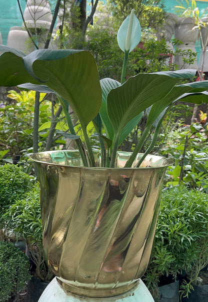 Brass Planters / Plant Pots Gloss