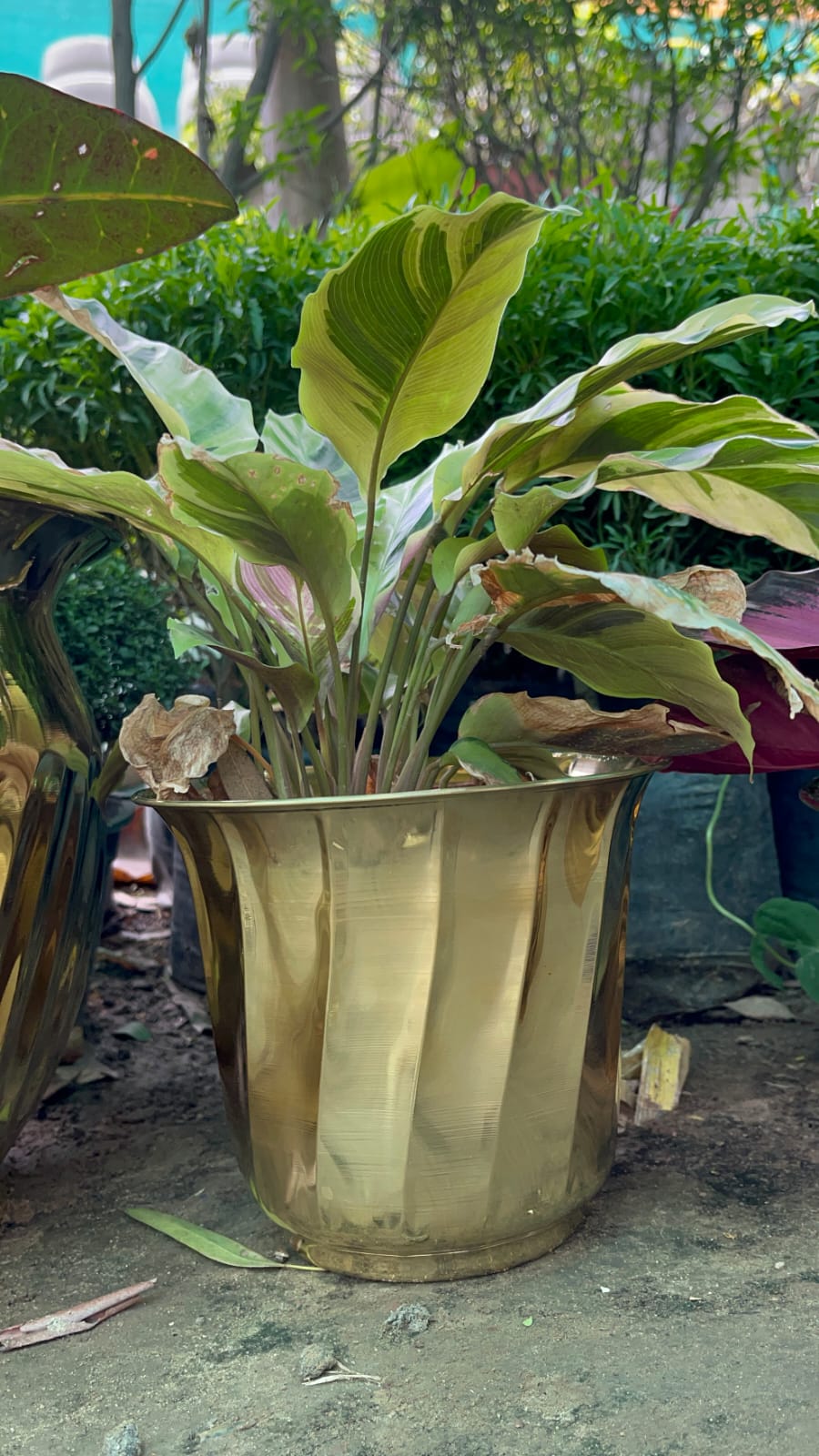 Brass Planters / Plant Pots Gloss