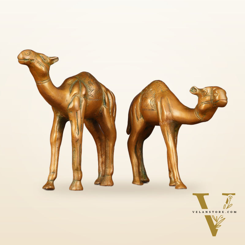 Brass Superfine Pair of Camel Vastu Recommended - 7" Tall