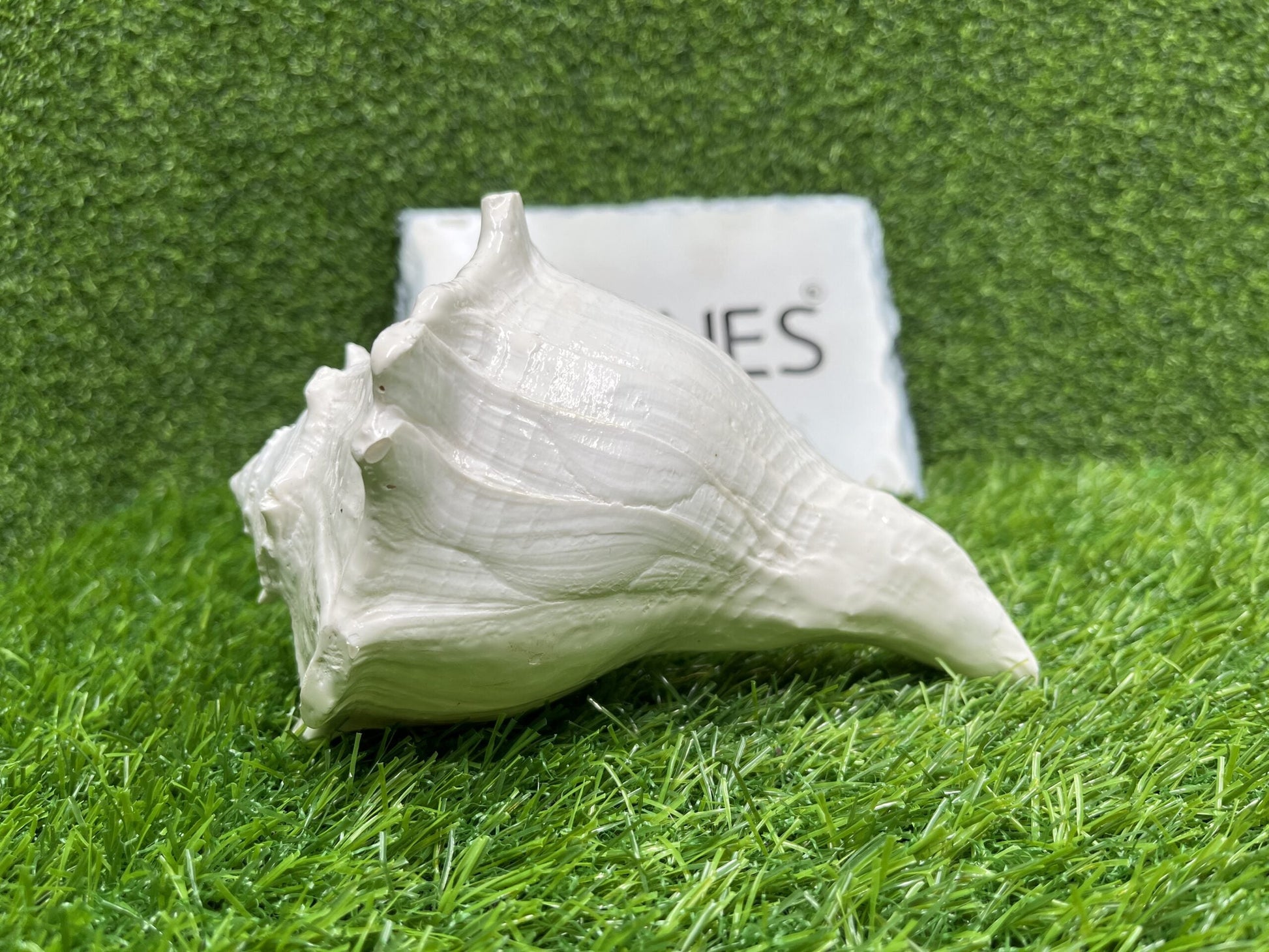 Bhunes Natural Non Blowing Right Hand Pooja Lakshmi Valampuri Shankh, Dakshinavarti Conch,White, 6.5 Inch, 1 Piece