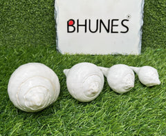 Bhunes Natural Left Hand Shankh, Conch Shell, Set Of 4,White, 5 Inch, 1 Piece