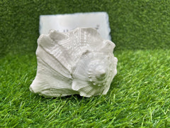 Bhunes Natural Non Blowing Right Hand Pooja Lakshmi Valampuri Shankh, Dakshinavarti Conch,White, 6.5 Inch, 1 Piece