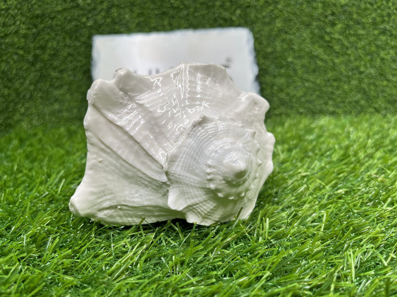Bhunes Natural Non Blowing Right Hand Pooja Lakshmi Valampuri Shankh, Dakshinavarti Conch,White, 6.5 Inch, 1 Piece