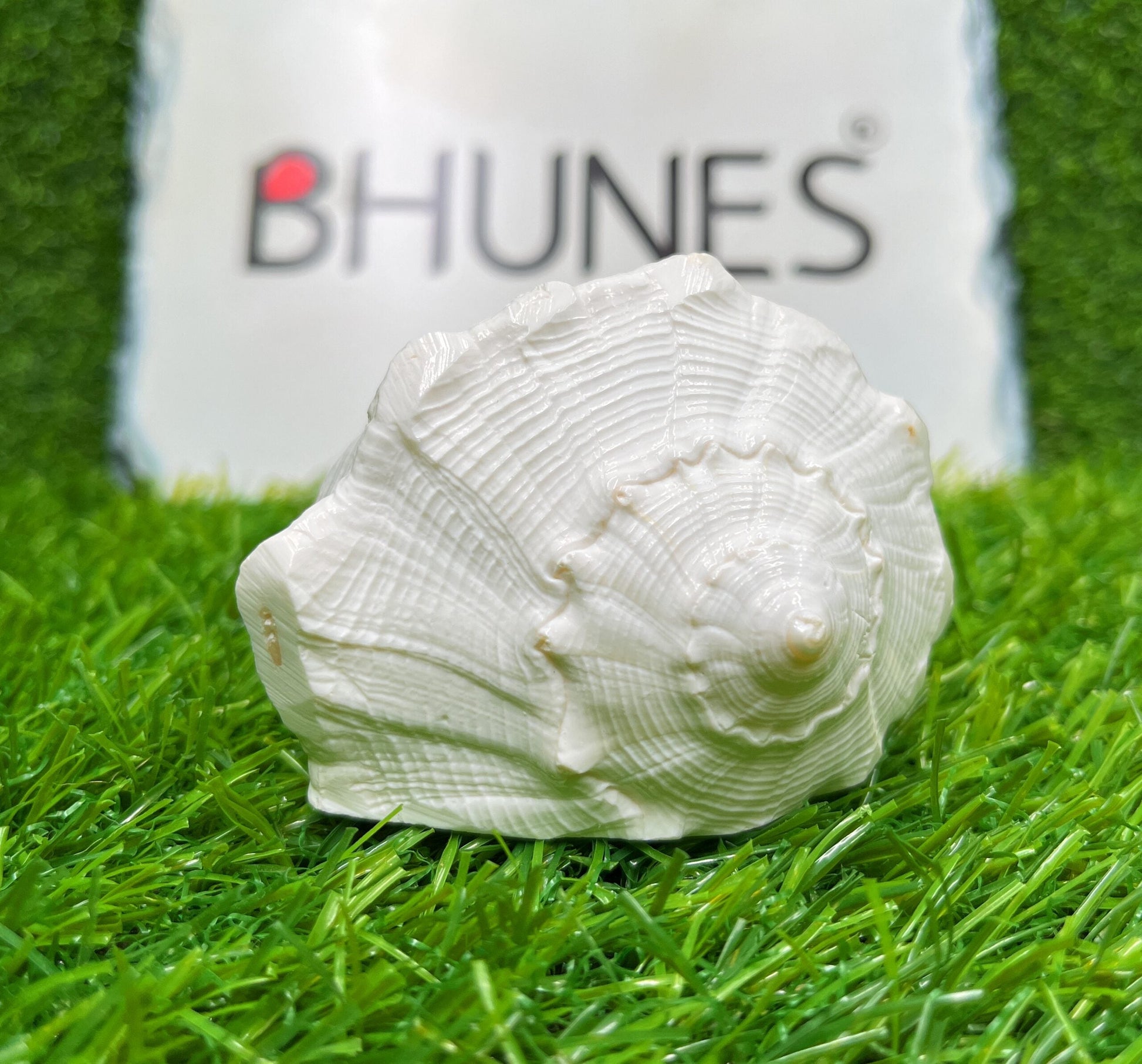 Bhunes Natural Non Blowing Pooja Right Hand Lakshmi Valampuri Shankh, Dakshinavarti Conch,White, 4.5 Inch, 1 Piece
