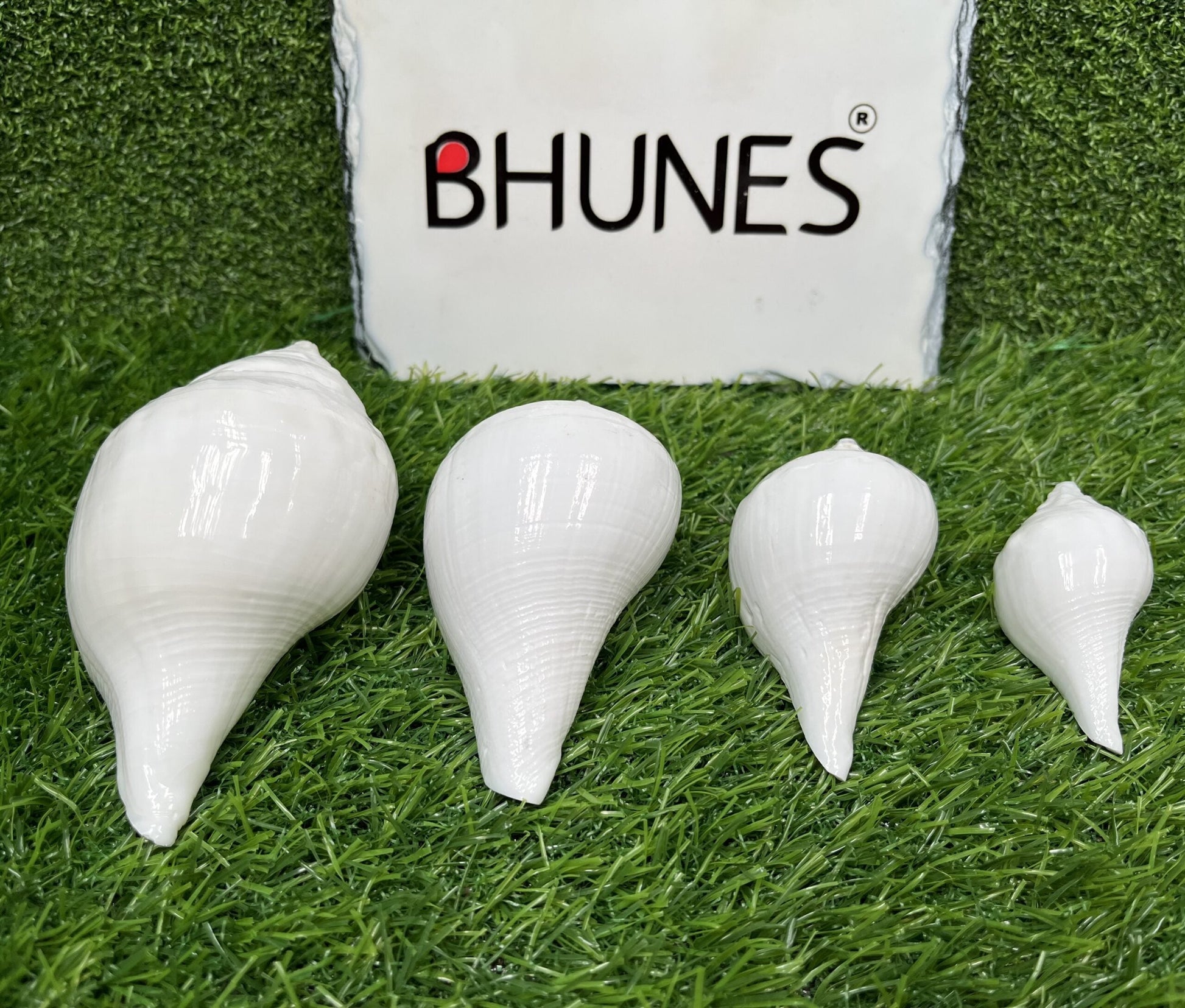 Bhunes Natural Left Hand Shankh, Conch Shell, Set Of 4,White, 5 Inch, 1 Piece