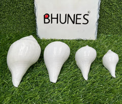 Bhunes Natural Left Hand Shankh, Conch Shell, Set Of 4,White, 5 Inch, 1 Piece