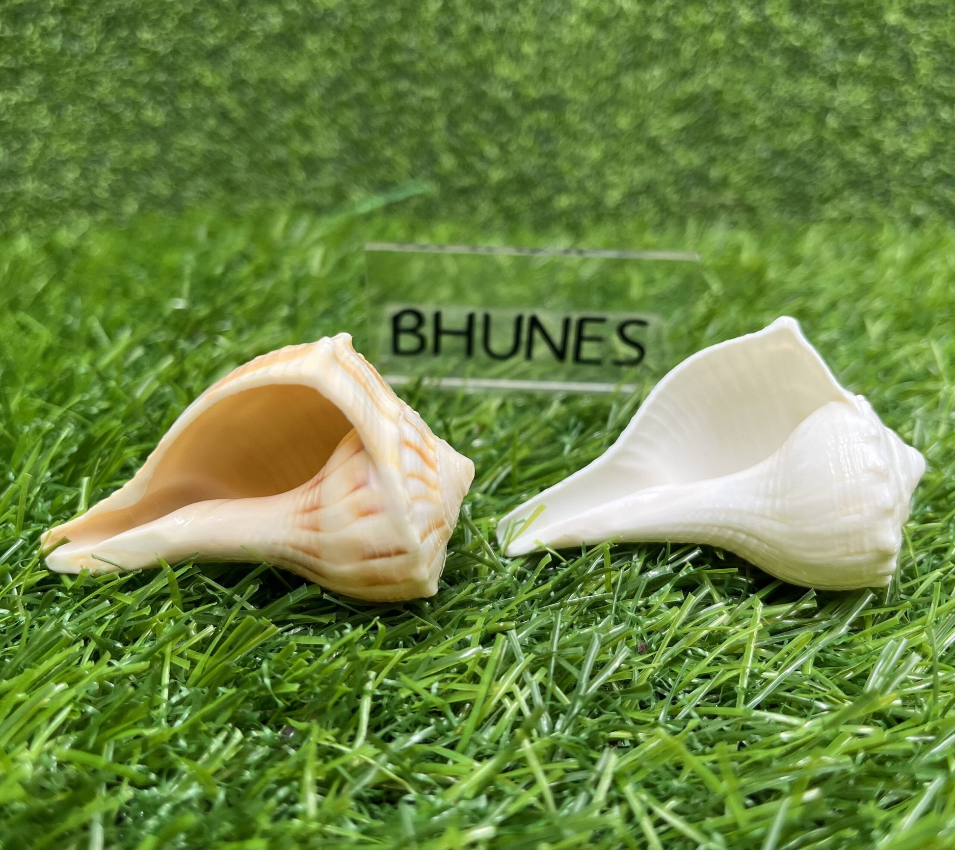 Bhunes Natural Non Blowing Pooja Small Right Handed Lakshmi Valampuri Shankh, Dakshinavarti Conch,White, 3 Inch, 1 Piece