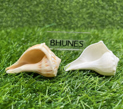 Bhunes Natural Non Blowing Pooja Small Right Handed Lakshmi Valampuri Shankh, Dakshinavarti Conch,White, 3 Inch, 1 Piece