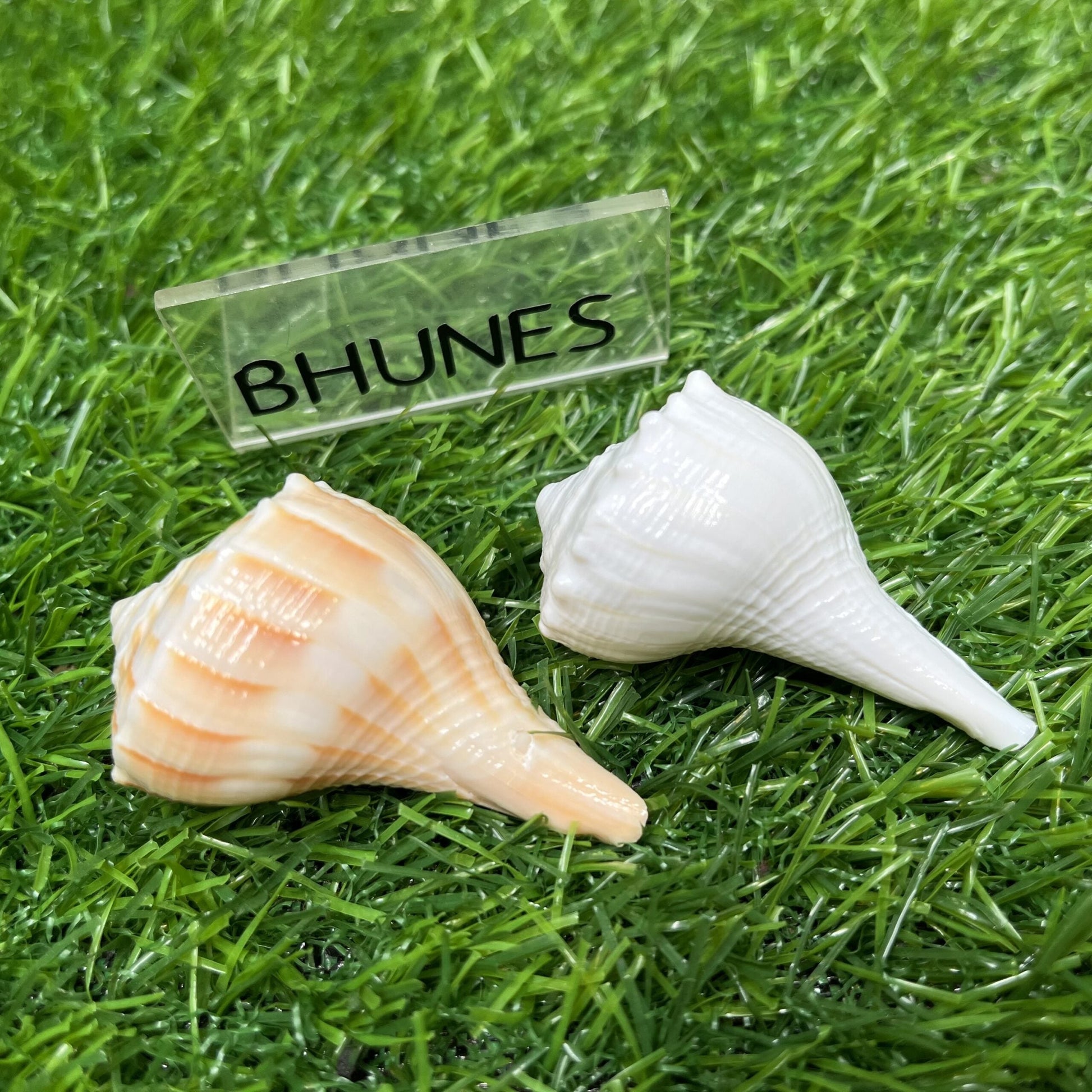 Bhunes Natural Non Blowing Pooja Small Right Handed Lakshmi Valampuri Shankh, Dakshinavarti Conch,White, 3 Inch, 1 Piece
